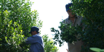 Extienden el programa Intercosecha que beneficiará a más de 5 mil tareferos