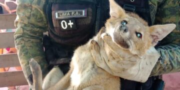 Rescataron animales silvestres en cautiverios y mascotas que se encontraban en peligro