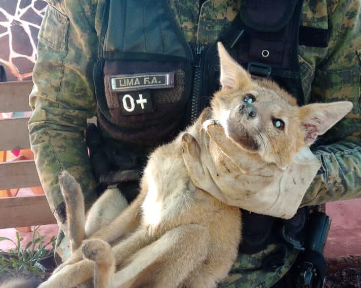Rescataron animales silvestres en cautiverios y mascotas que se encontraban en peligro