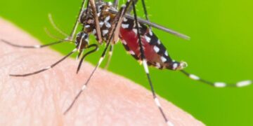 Dengue: confirman la muerte de una nena de 6 años en Tucumán