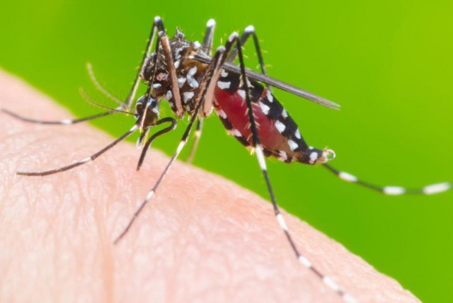 Dengue: confirman la muerte de una nena de 6 años en Tucumán