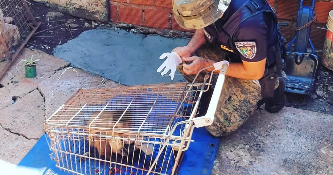 Rescataron animales en peligro y decomisaron redes y botes