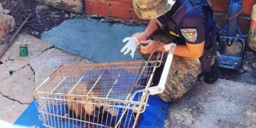 Rescataron animales en peligro y decomisaron redes y botes