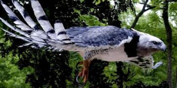 Congreso: Obtuvo media sanción la declaración como Monumento natural de la especie Águila Harpía, «el Yaguareté de los aires»
