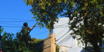 En mayo iniciará el Operativo Integral de Poda