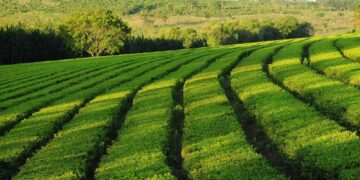 Herrera Ahuad pidió a Massa un tipo de cambio diferencial para el sector forestal, tabacalero, tealero y yerbatero