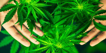 Por qué el mundo celebra hoy el Día de la Marihuana