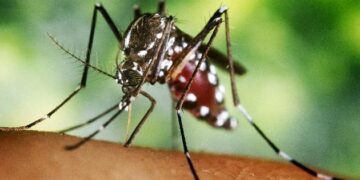 Confirman más de 56 mil casos de Dengue y más de 1.200 de Chikungunya en todo el país