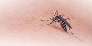 Dengue en Argentina: los casos ascendieron a 28.235 y hay circulación viral en 14 jurisdicciones
