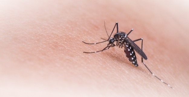 Dengue en Argentina: los casos ascendieron a 28.235 y hay circulación viral en 14 jurisdicciones