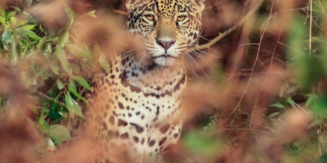 Presentaron un amparo ambiental para proteger los animales en peligro de extinción