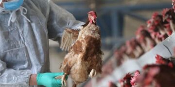 Gripe aviar: aislaron a una familia y sacrificaron animales en Corrientes