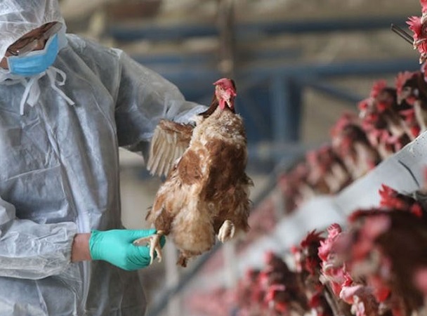 Gripe aviar: aislaron a una familia y sacrificaron animales en Corrientes