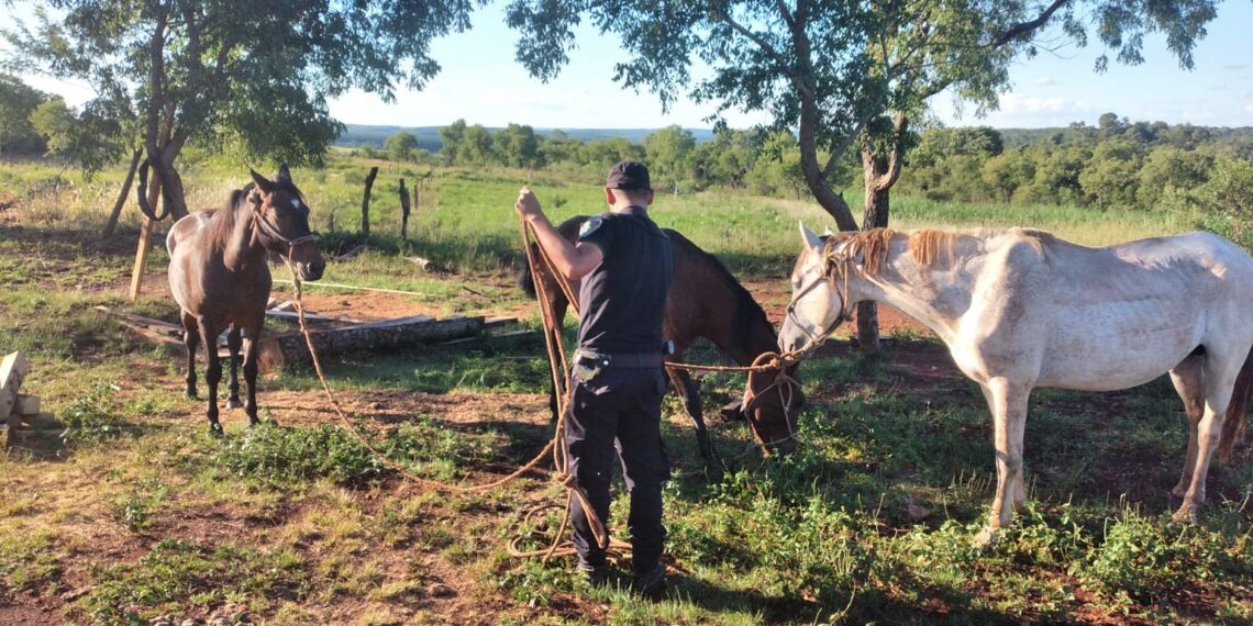 Tres caballos robados fueron vendidos por internet y la Policía los recuperó
