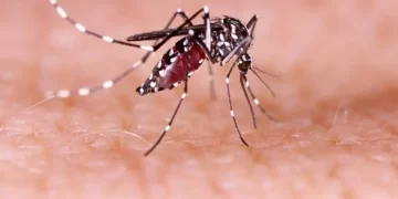 Preocupación por el dengue: se alcanzaron los contagios de 2020 y se prevén más casos