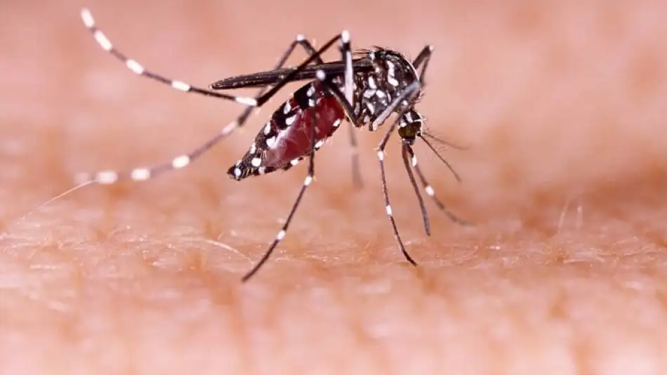 Preocupación por el dengue: se alcanzaron los contagios de 2020 y se prevén más casos