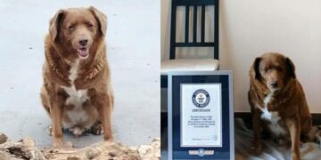 El perro más viejo del mundo: cumplió 31 años y rompió el récord Guinness