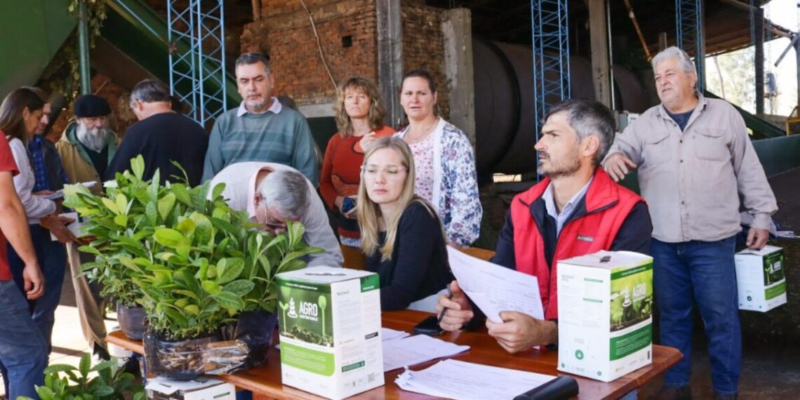 Entregaron 14 mil plantines de yerba mate a productores de Azara