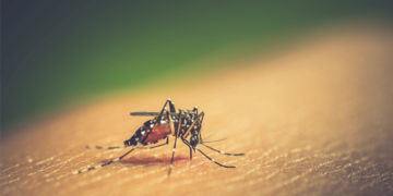 Dengue: registran un descenso en los casos por quinta semana consecutiva en Argentina