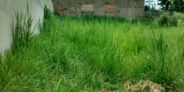 El Concejo Deliberante facultó a la Municipalidad de Posadas a limpiar terrenos baldíos sin orden judicial