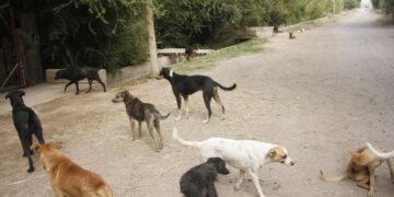 Córdoba: una niña de 9 años lucha por su vida tras el ataque de una jauría