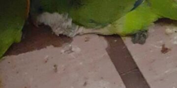 Vendían animales en peligro de extinción y fueron detenidos por la Policía: uno de las aves ya había muerto dentro de la mochila de un detenido