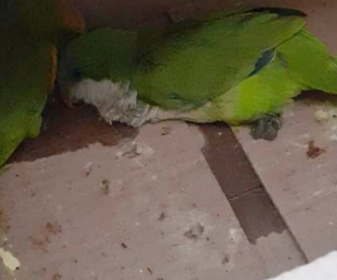 Vendían animales en peligro de extinción y fueron detenidos por la Policía: uno de las aves ya había muerto dentro de la mochila de un detenido