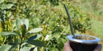 Consumo interno y exportaciones superaron los 102 millones de kilos de yerba mate durante el primer cuatrimestre