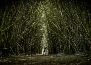 El cine misionero presente en Cannes