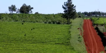 El té argentino se posiciona en el mercado mundial