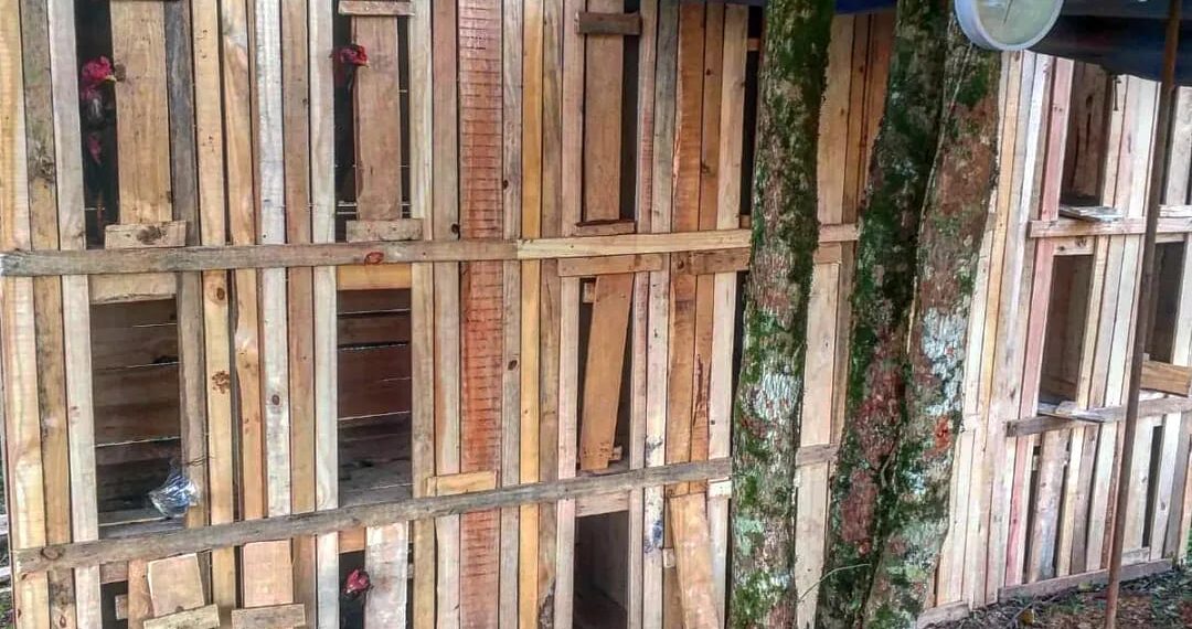 Frustraron riñas de gallos con apuestas clandestinas