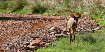 Aprueban ley que promueve el avistamiento de Biodiversidad como actividad que impulsa el turismo sostenible