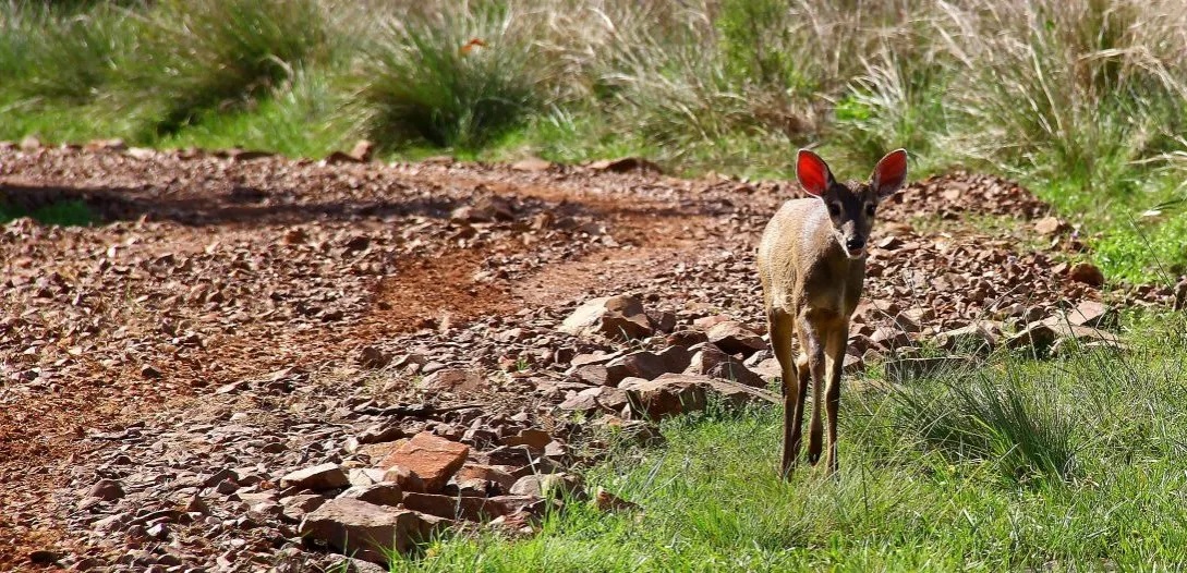 Aprueban ley que promueve el avistamiento de Biodiversidad como actividad que impulsa el turismo sostenible