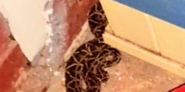Rescatan a una yarará crucera que había mordido a un perro en Garupá