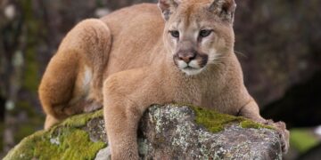 El puma que escapó del refugio Güirá Oga fue visto cerca de la comunidad mbyá Fortín Mbororé
