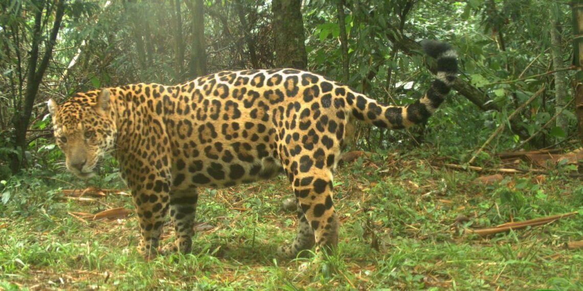 Hay menos de 100 yaguaretés en la selva misionera