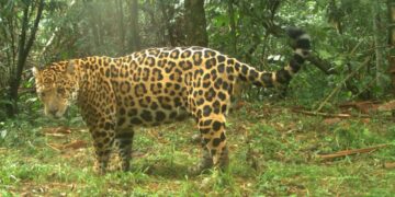 Hay menos de 100 yaguaretés en la selva misionera