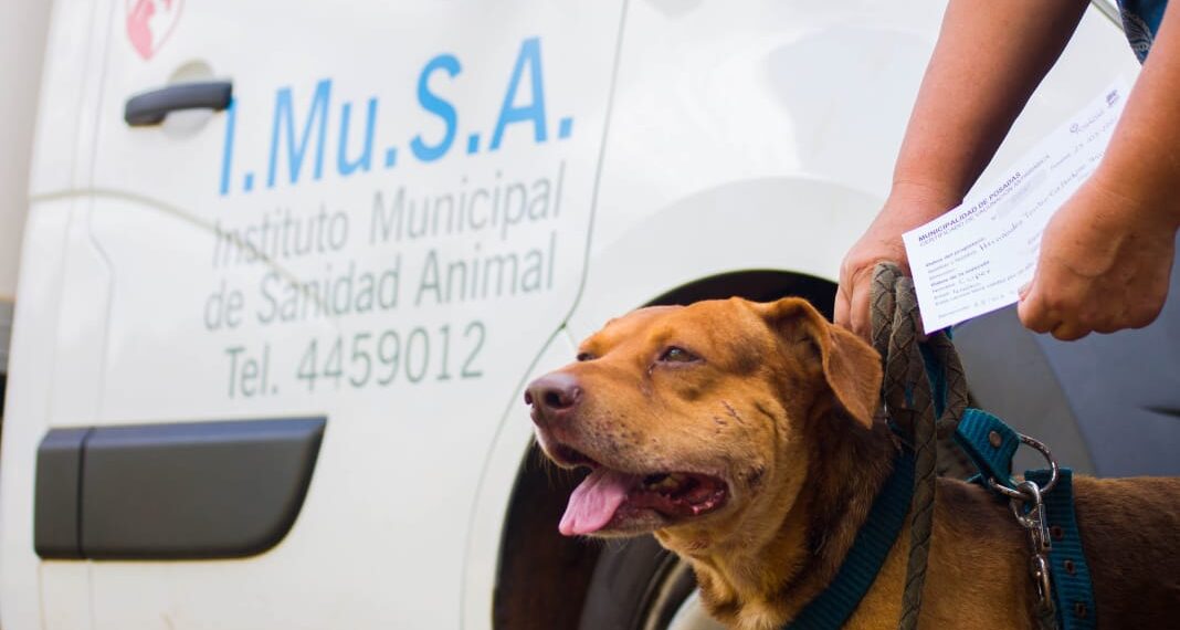Bienestar de las mascotas, a que barrios llegarán los servicios del IMuSA esta semana