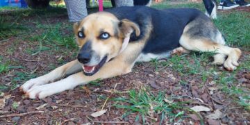 El IMuSA descentraliza servicios veterinarios para el bienestar de las mascotas
