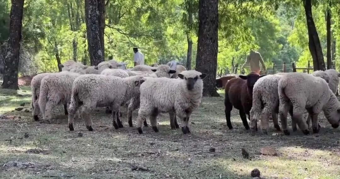 Misiones participará de la 135º Expo Rural de Palermo
