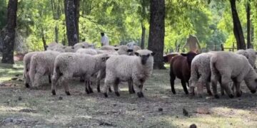 Misiones participará de la 135º Expo Rural de Palermo