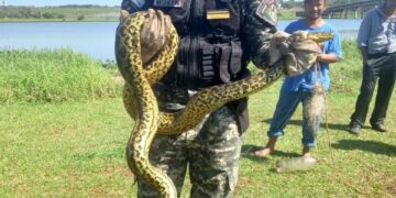 Rescataron a una Boa Curiyú en peligro de extinción, atrapada en una red de pesca en el arroyo Mártires