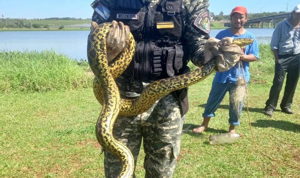 Rescataron a una Boa Curiyú en peligro de extinción, atrapada en una red de pesca en el arroyo Mártires