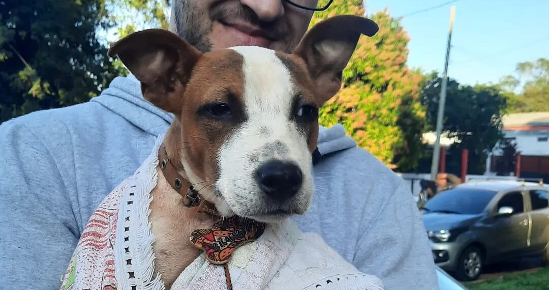 Bienestar de las mascotas, en qué barrios se realizarán los operativos del IMuSA