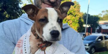 Bienestar de las mascotas, en qué barrios se realizarán los operativos del IMuSA
