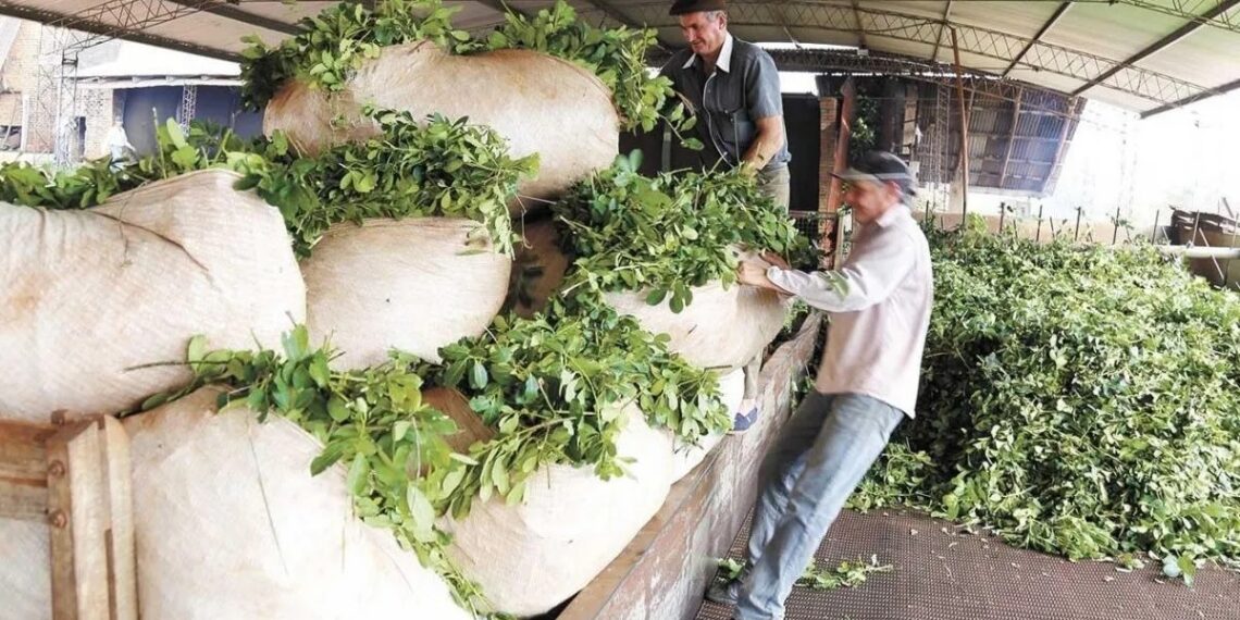 Yerba: Productores acordaron pedir $262 por kilo de hoja verde, reajustable cada 3 meses