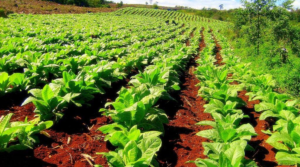Tabaco: El viernes 11 se abonarán $1.600 millones a productores