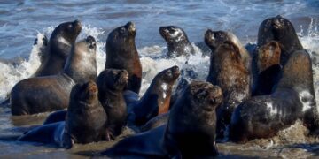 Aumentan los casos de gripe aviar en lobos marinos: recomiendan mantenerse lejos de las playas
