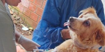 Continúan las acciones de prevención y control para evitar la propagación de la leishmaniasis