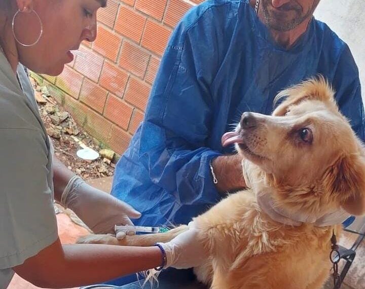 Continúan las acciones de prevención y control para evitar la propagación de la leishmaniasis